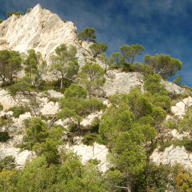 Sugli altopiani calcarei dell’immediato entroterra Finalese, si rinvengono tutte le varianti tipiche della vegetazione mediterranea, dagli stadi pionieri a quelli maturi.