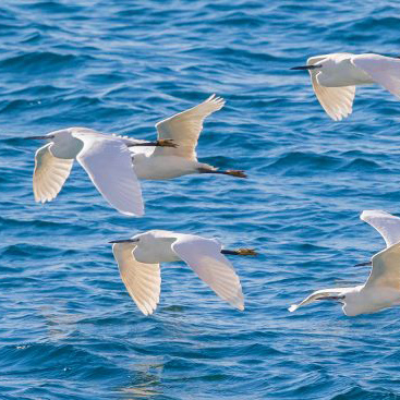 Seasonal bird migrations are among the most fascinating natural spectacles on the planet. The South-West to North-East migratory route over the Mediterranean is one of the main ones.